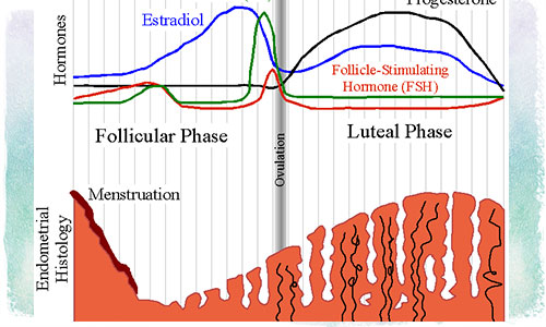 Ciclo menstrual regular